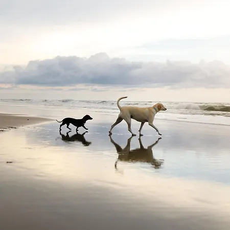 別荘 Merchants Quarters - Laguz & Othala - Two Stunning In One - Both With Harbour And Sea Views - Free Roof Terrace With Sea And Harbour View And Location To Beaches Amenities Restaurants And Harbour スカーバラ