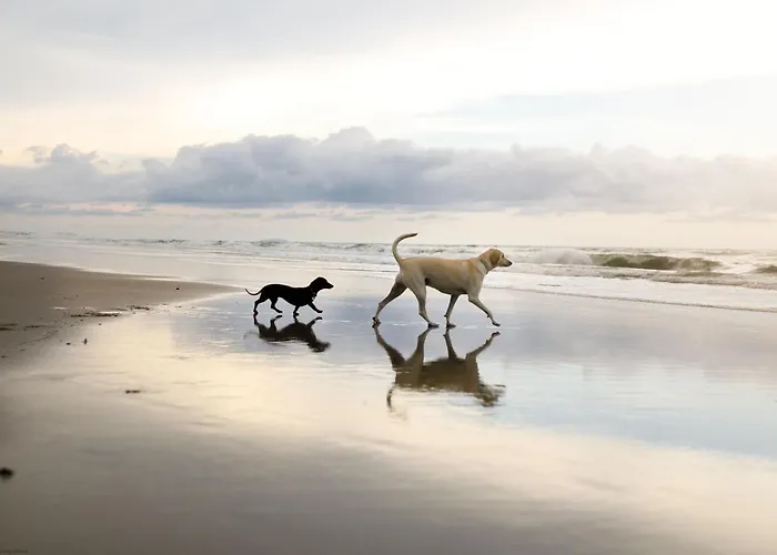 Hébergement de vacances Merchants Quarters - Laguz & Othala - Two Stunning In One - Both With Harbour And Sea Views - Free Roof Terrace With Sea And Harbour View And Location To Beaches Amenities Restaurants And Harbour Scarborough